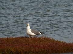 Larus fuscus