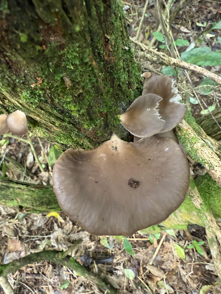 Pleurotus purpureo-olivaceus · June 2025 · photo: © chaos_fungoriun (iNaturalist, cc0)