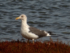 Larus fuscus