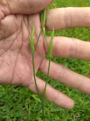 Cypella herbertii