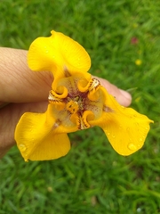 Cypella herbertii