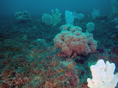 Dendronephthya australis