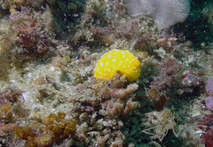Doris chrysoderma