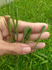 Cypella herbertii
