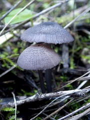 Entoloma serrulatum