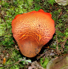 Phylloporus aurantiacus