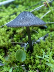 Entoloma serrulatum
