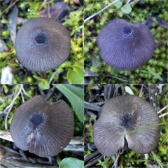 Entoloma serrulatum