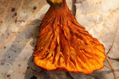 Phylloporus aurantiacus