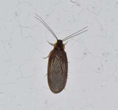 Compsodes delicatulus