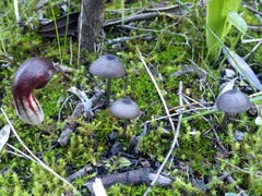 Entoloma serrulatum