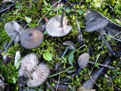 Entoloma serrulatum