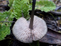 Entoloma serrulatum