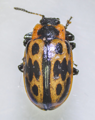 Chrysomela confluens
