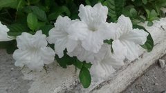 Ruellia