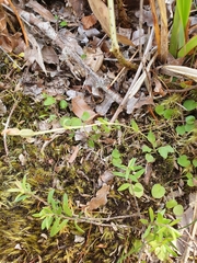 Pterostylis puberula