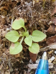 Pterostylis puberula
