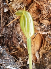 Pterostylis puberula
