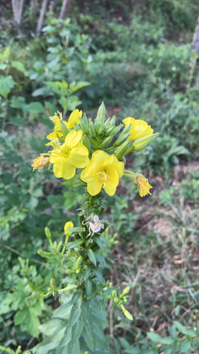 Evening Primrose