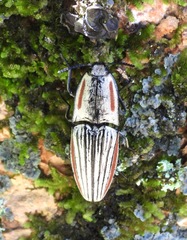 Chalcolepidius erythroloma