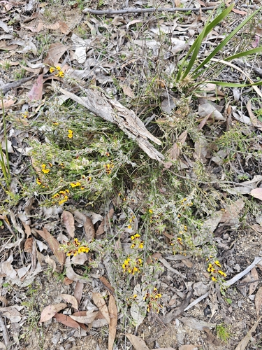 Aotus subglauca observed 2025-10-01