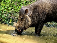 Palawan Pig photo 2