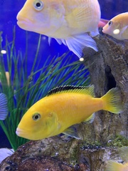 Labidochromis caeruleus