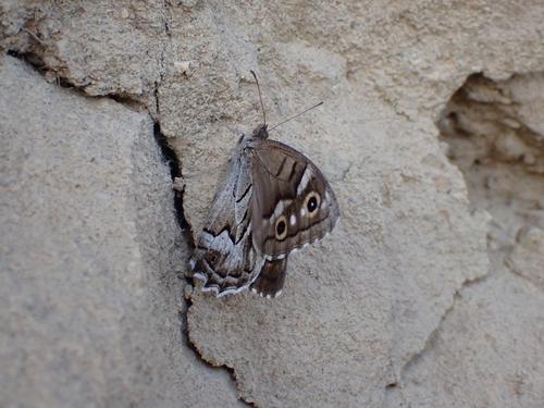 Striped Grayling, Provinz Huesca, Spanien, photo 10 of 10