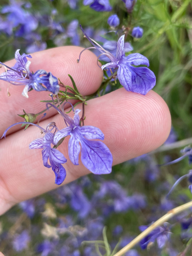 Oriental germander (Teucrium orientale)