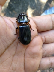 Odontotaenius