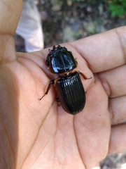 Odontotaenius