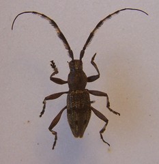 Hexatricha pulverulenta