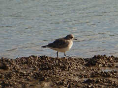 Pluvialis squatarola