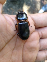 Odontotaenius