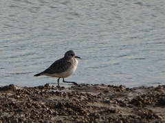 Pluvialis squatarola