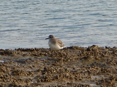 Pluvialis squatarola