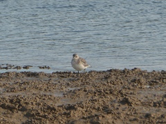 Pluvialis squatarola