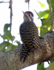 Dryobates spilogaster