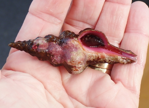 Latirus nodatus observed 2025-09-23
