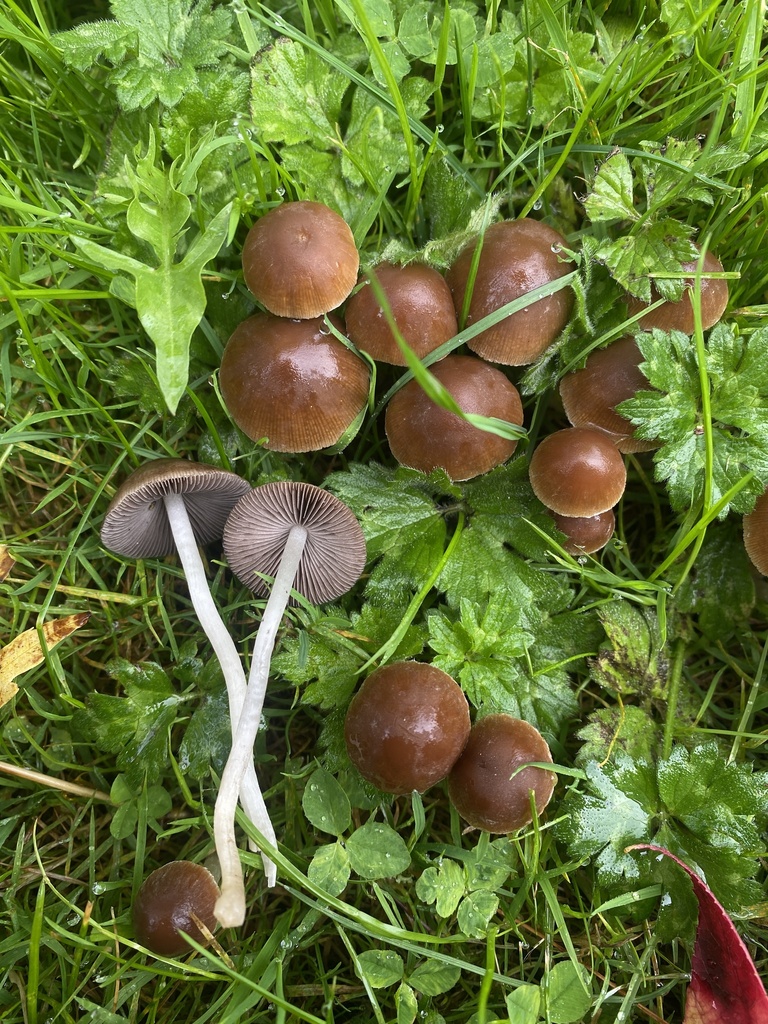 Psathyrella sp. 'BC03'