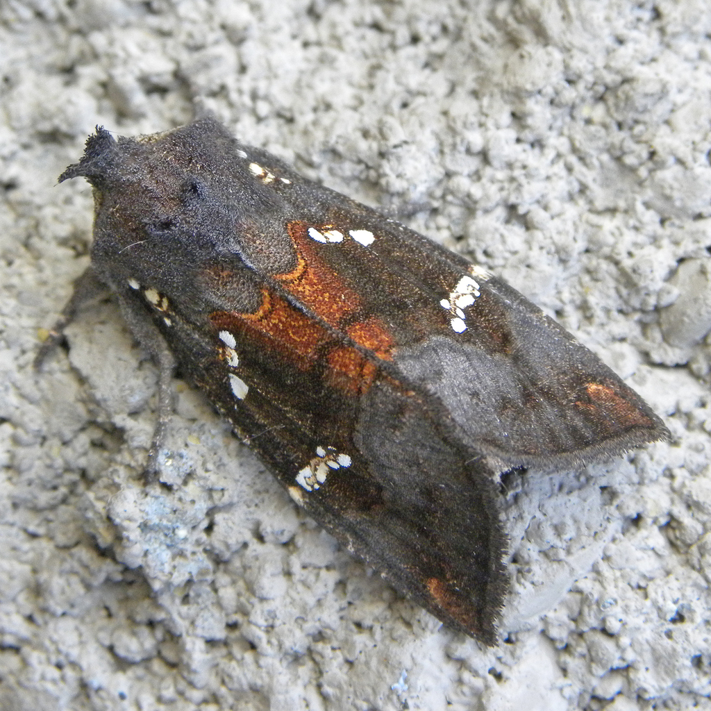 Ironweed Borer Moth