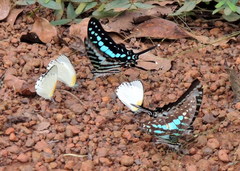 Graphium policenes