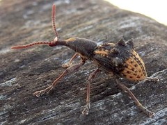 Eurhynchus quadridens