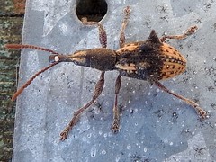 Eurhynchus quadridens