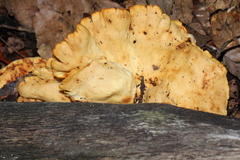 Pseudofavolus cucullatus