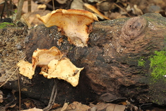 Pseudofavolus cucullatus