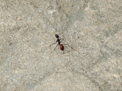 Dinomyrmex gigas