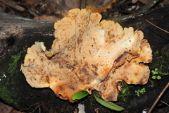 Pseudofavolus cucullatus