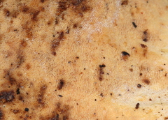 Pseudofavolus cucullatus