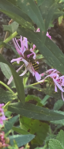 Unknown species found near Ingleside, IL 60041, USA